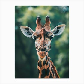 Giraffe 5 Canvas Print