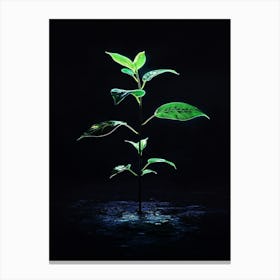 Tree Growing On A Black Background 1 Canvas Print