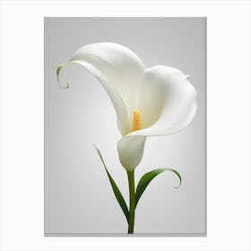 White Calla Lily 2 Canvas Print