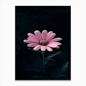 Pink Daisy 3 Canvas Print