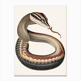 King Cobra Snake 1 Vintage Canvas Print