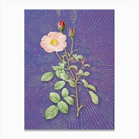 Vintage Sparkling Rose Botanical Illustration on Veri Peri n.0519 Canvas Print