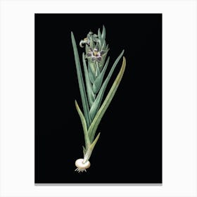 Vintage Ferraria Botanical Illustration on Solid Black n.0566 Canvas Print