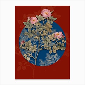 Vintage Botanical Rose Corymb on Circle Blue on Red n.0219 Canvas Print