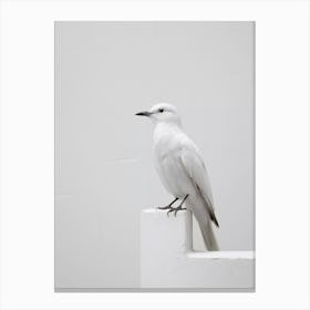 White Bird Perched On Wall 1 Canvas Print