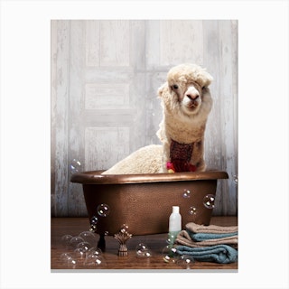 Llama In A Bathtub Canvas Print