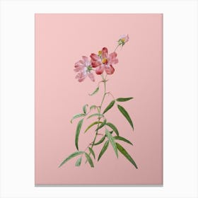Vintage Peach Leaved Rose Botanical on Soft Pink n.0672 Canvas Print