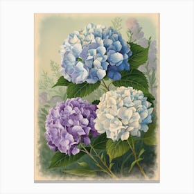 Hydrangeas Canvas Print