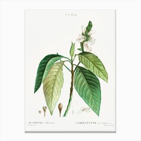 Malabar Nut, Pierre Joseph Redoute Canvas Print