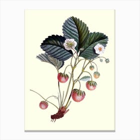 Strawberry Plant Canvas Print