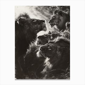 Barbary Lion Charcoal Drawing Interaction 3 Canvas Print