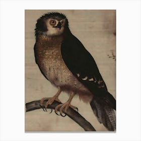 Chinese Owl Canvas Print