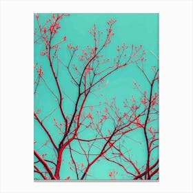 Red Branches Against A Turquoise Sky Canvas Print