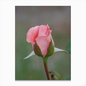 Pink Rose Bud Canvas Print