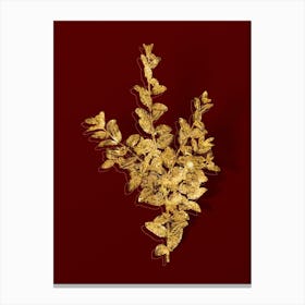 Vintage Boxwood Bush Botanical in Gold on Red n.0375 Canvas Print