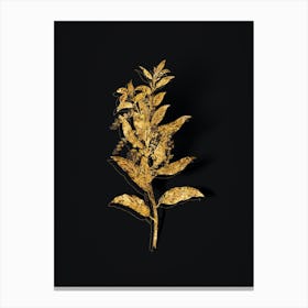 Vintage Evergreen Oak Botanical in Gold on Black n.0095 Canvas Print