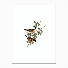 Vintage Mangrove Golden Whistler Bird Illustration on Pure White n.0156 Canvas Print