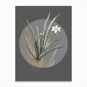 Vintage Botanical Fortnight Lily on Circle Gray on Gray n.0074 Canvas Print