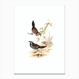 Vintage Chestnut Backed Groud Thrush Bird Illustration on Pure White n.0250 Canvas Print