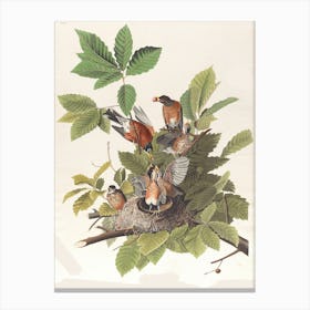 Robins In A Nest Canvas Print