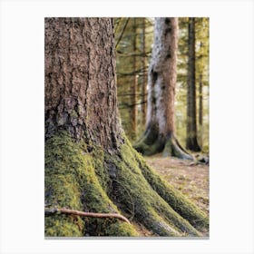 Mossy Tree Trunk Canvas Print