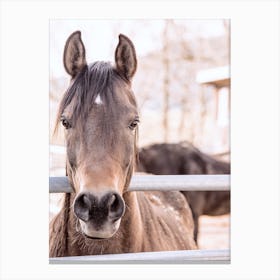 Bay Colored Horse Canvas Print