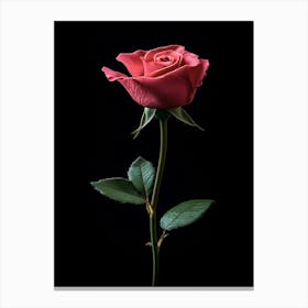 Rose On Black Background Canvas Print