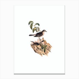 Vintage Grey Shrikethrush Bird Illustration on Pure White Canvas Print