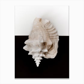 Black And White Shell 2 Canvas Print