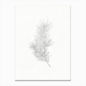 Pine Branch Pencil Sketch Canvas Print