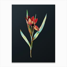 Vintage Tulipa Oculus Colis Botanical Watercolor Illustration on Dark Teal Blue n.0393 Canvas Print