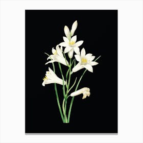 Vintage St. Bruno's Lily Botanical Illustration on Solid Black n.0768 Canvas Print