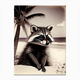 Raccoon On Beach Vintage Photography Canvas Print