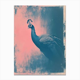 Pink & Blue Peacock Portrait 1 Canvas Print