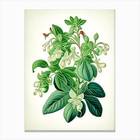 Wintergreen Herb Vintage Botanical Canvas Print