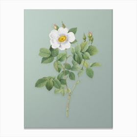 Vintage Twin Flowered White Rose Botanical Art on Mint Green n.0633 Canvas Print