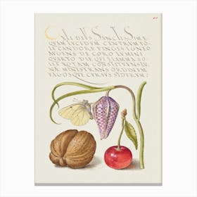 Butterfly, Snakeshead, English Walnut, And Sweet Cherry From Mira Calligraphiae Monumenta, Joris Hoefnagel Canvas Print