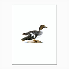 Vintage Goldeneye Female Bird Illustration on Pure White n.0215 Canvas Print