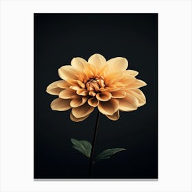 Dahlia 1 Canvas Print