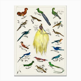 Collection Of Various Birds, Oliver Goldsmith   Canvas Print