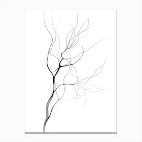 Bare Tree Isolated On White Canvas Print