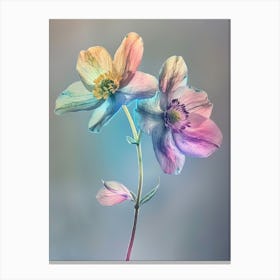 Iridescent Flower Hellebore 3 Canvas Print