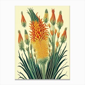 Kniphofia Floral 3 Botanical Vintage Poster Flower Canvas Print