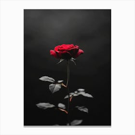 Dark Rose 147 Canvas Print