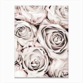 Pink Roses Vintage_2066825 Canvas Print