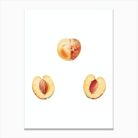 Vintage Nectarine Botanical Illustration on Pure White n.0525 Canvas Print