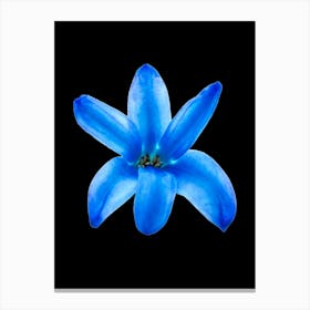 Blue Flower Isolated On Black Background Canvas Print