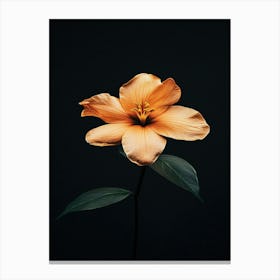 Orange Flower 10 Canvas Print