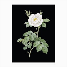 Vintage White Rose Botanical Illustration on Solid Black n.0581 Canvas Print