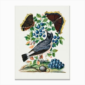 Bluebird On Blueberry Canvas Print